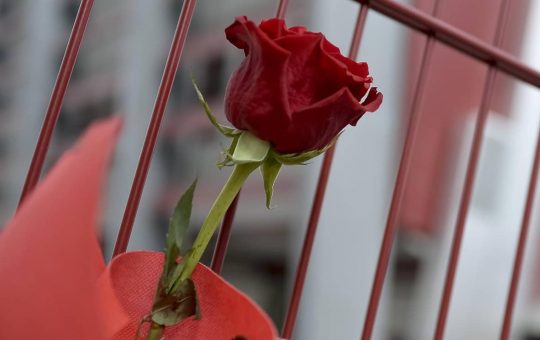 Un fiore in segno di lutto - Foto Lapresse - Ilromanista.it